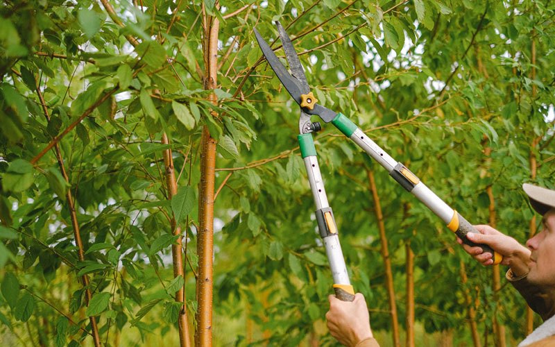 Tree trimming in Iliamna, AK